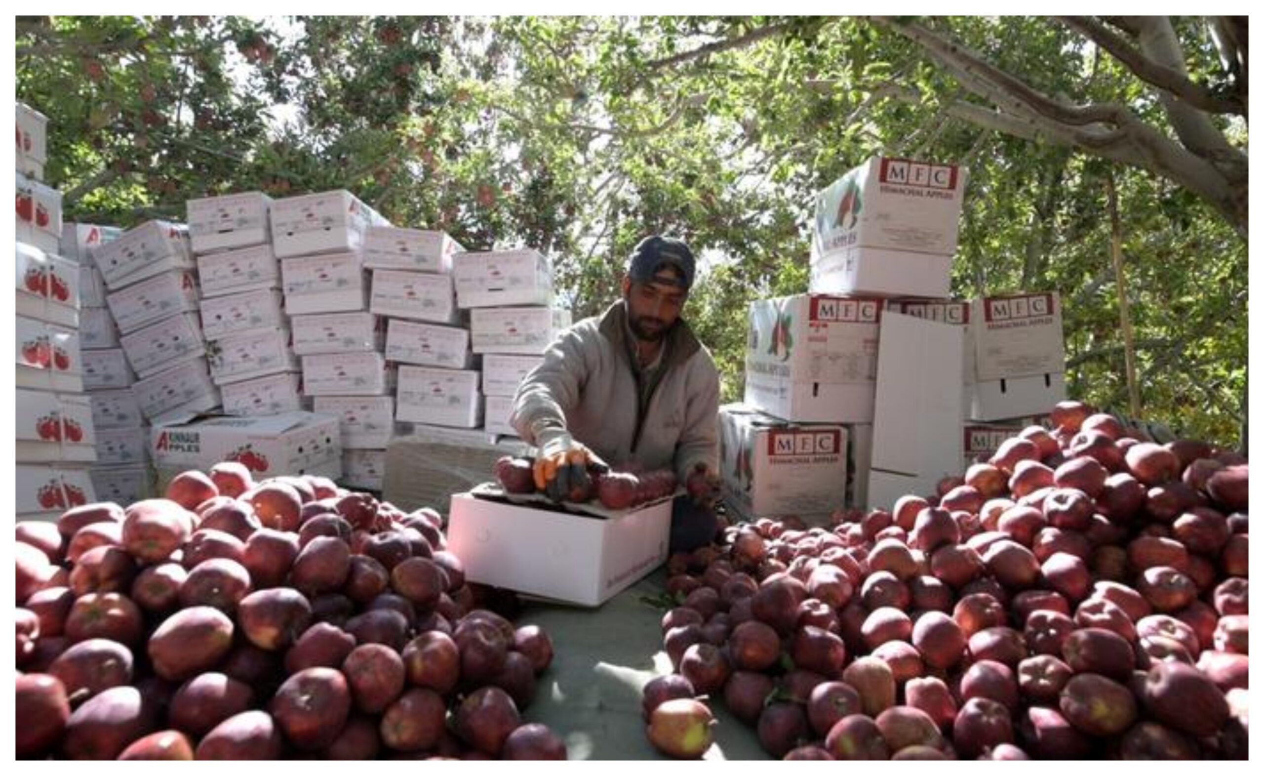 Himachal Pradesh: Major decision to save apple orchards! SC overturns Himachal High Court's order to remove orchards