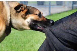 Uttarakhand: Municipal Corporation tightens rules! FIR will be filed against owner if pet dog bites