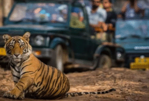 Uttarakhand: Tourist blacklisted for 6 months for carrying walkie-talkie in Corbett Tiger Reserve