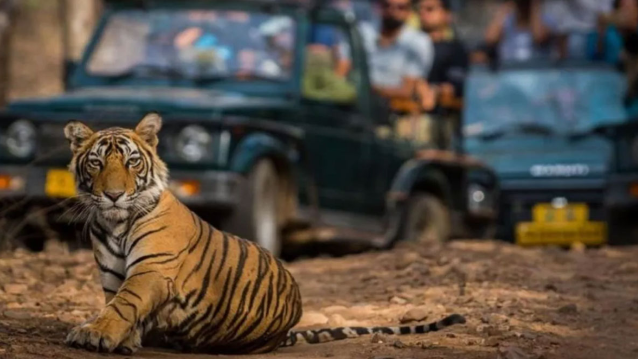 Uttarakhand: Tourist blacklisted for 6 months for carrying walkie-talkie in Corbett Tiger Reserve