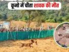Cheetah Cub Death, Kuno National Park, Cheetah cub death, Madhya Pradesh wildlife, Cheetah Vira cub, Cheetah reintroduction India, Sheopur Kuno news, Wildlife conservation MP, Cheetah monitoring India