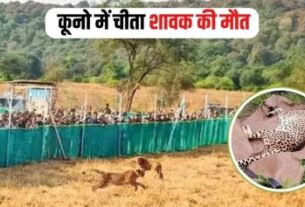Cheetah Cub Death, Kuno National Park, Cheetah cub death, Madhya Pradesh wildlife, Cheetah Vira cub, Cheetah reintroduction India, Sheopur Kuno news, Wildlife conservation MP, Cheetah monitoring India