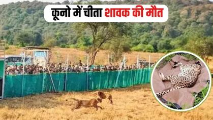 Cheetah Cub Death, Kuno National Park, Cheetah cub death, Madhya Pradesh wildlife, Cheetah Vira cub, Cheetah reintroduction India, Sheopur Kuno news, Wildlife conservation MP, Cheetah monitoring India