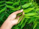 Neem Leaves Benefits, Ayurvedic neem uses, neem for immunity, neem for skin health, benefits of eating neem leaves empty stomach, how neem controls blood sugar, neem for digestion and weight loss, neem leaves for hair and oral health"