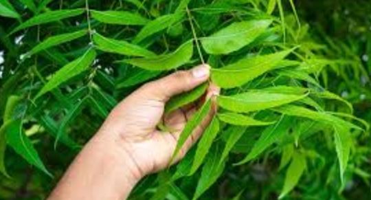 Neem Leaves Benefits, Ayurvedic neem uses, neem for immunity, neem for skin health, benefits of eating neem leaves empty stomach, how neem controls blood sugar, neem for digestion and weight loss, neem leaves for hair and oral health"