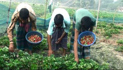 Sell Crops Online Without Middlemen, Farmers sell crops online,Digital mandi for farmers,Direct crop selling platform India,Crop price without middlemen,Online agricultural marketplace,e-NAM farmers platform,Best price for crops online,Farmers direct buyer