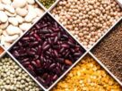 Most Powerful Lentils, "Most Powerful Lentils, Which lentils are most powerful, lentils, Which lentils are best for health, Which lentils have most protein, protein rich lentils,