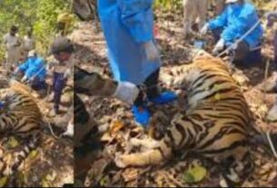 Kanha National Park, #MadhyaPradesh, #KanhaNationalPark, #ShepherdFound, #TigerAttack, #WildlifeSafety, #ForestConservation, #NatureNews, #AnimalBehavior, #HumanWildlifeConflict, #WildlifeProtection, Kanha National Park