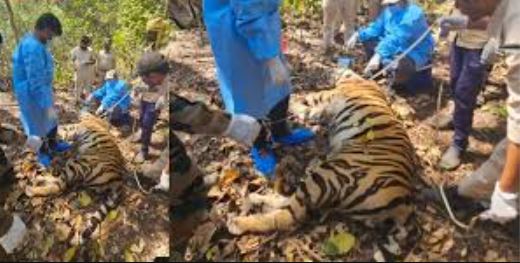 Kanha National Park, #MadhyaPradesh, #KanhaNationalPark, #ShepherdFound, #TigerAttack, #WildlifeSafety, #ForestConservation, #NatureNews, #AnimalBehavior, #HumanWildlifeConflict, #WildlifeProtection, Kanha National Park