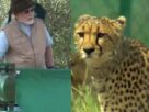 India Wildlife Tourism, PM Modi, #Cheetahs, #WildlifeConservation, #VisitIndia, #IncredibleIndia, #NatureLovers, #Biodiversity, #IndianWildlife, #EcoTourism, #ExploreIndia, #AnimalConservation, #CheetahExperience, #TravelIndia, #WildlifePhotography, #SustainableTourism,