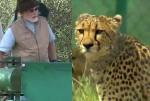 India Wildlife Tourism, PM Modi, #Cheetahs, #WildlifeConservation, #VisitIndia, #IncredibleIndia, #NatureLovers, #Biodiversity, #IndianWildlife, #EcoTourism, #ExploreIndia, #AnimalConservation, #CheetahExperience, #TravelIndia, #WildlifePhotography, #SustainableTourism,
