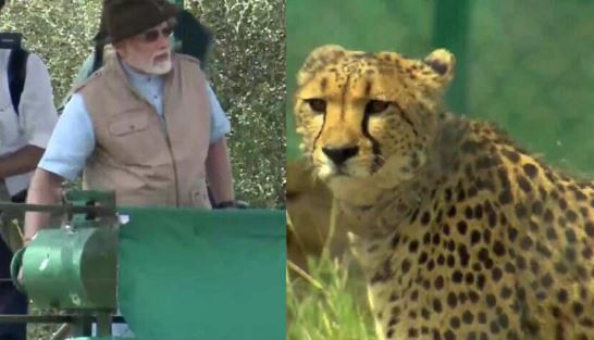 India Wildlife Tourism, PM Modi, #Cheetahs, #WildlifeConservation, #VisitIndia, #IncredibleIndia, #NatureLovers, #Biodiversity, #IndianWildlife, #EcoTourism, #ExploreIndia, #AnimalConservation, #CheetahExperience, #TravelIndia, #WildlifePhotography, #SustainableTourism,