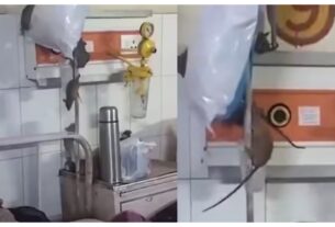 Uttar Pradesh: Rat menace at Gonda Medical College, District Magistrate orders action