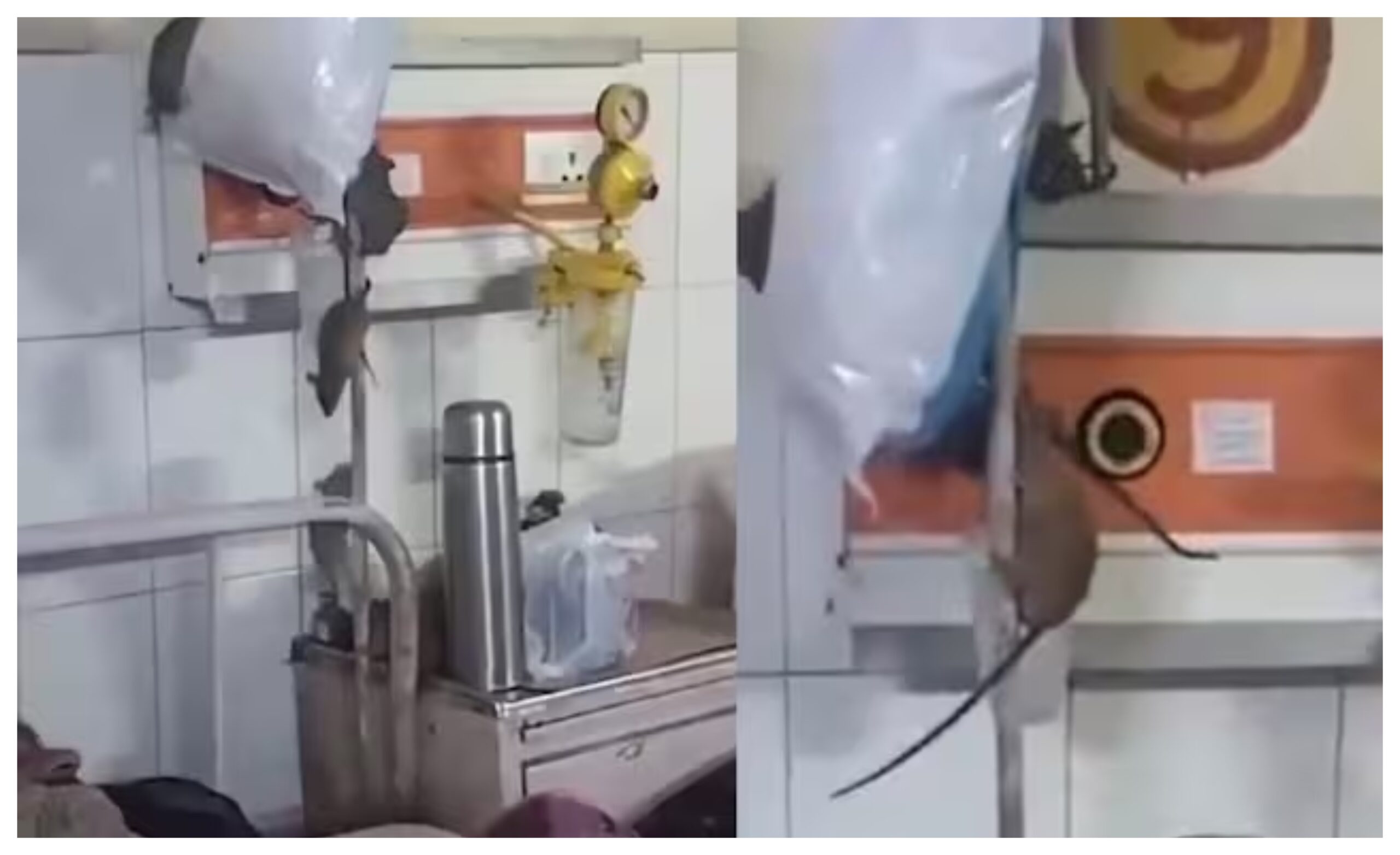 Uttar Pradesh: Rat menace at Gonda Medical College, District Magistrate orders action