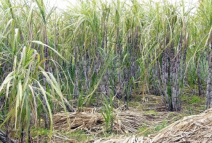 Uttar Pradesh: Sugarcane farmers' main demands: Abolish GST, increase sugarcane prices, and reduce input costs...