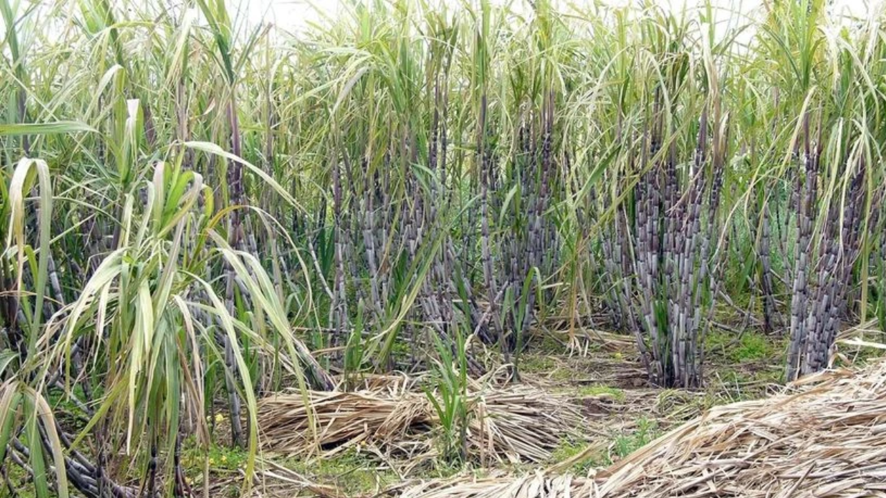 Uttar Pradesh: Sugarcane farmers' main demands: Abolish GST, increase sugarcane prices, and reduce input costs...