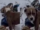 Pitbull Loyalty,viral news,dog loyalty,snowfall,dog guards owner body,snowfall accident,Chamba news,कुत्ते की वफादारी,बर्फबारी में मौत,कुत्ते ने की मालिक के शव,हिमाचल बर्फबारी हादसा,