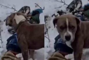 Pitbull Loyalty,viral news,dog loyalty,snowfall,dog guards owner body,snowfall accident,Chamba news,कुत्ते की वफादारी,बर्फबारी में मौत,कुत्ते ने की मालिक के शव,हिमाचल बर्फबारी हादसा,