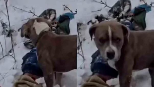 Pitbull Loyalty,viral news,dog loyalty,snowfall,dog guards owner body,snowfall accident,Chamba news,कुत्ते की वफादारी,बर्फबारी में मौत,कुत्ते ने की मालिक के शव,हिमाचल बर्फबारी हादसा,