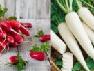 White And Red Mooli Ke Fayde, Which is better, red or white radish, What is the difference between a radish and a mooli, What is a white radish, Red and white muli me antar uses, Red and white muli me antar benefits, Red radish in hindi, White radish in hindi, Red and white radish Benefit, Red and white radish nutrition, कौन सी मूली अच्छी है, लाल या सफेद, लाल मूली खाने के क्या फायदे हैं, मूली कितने प्रकार की होती है, लाल मूली के क्या फायदे हैं, सफेद मूली, लाल और सफेद मूली में अंतर