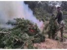 Tripura: Ganja worth Rs 13.5 crore destroyed in anti-drug campaign in Sepahijala forest area