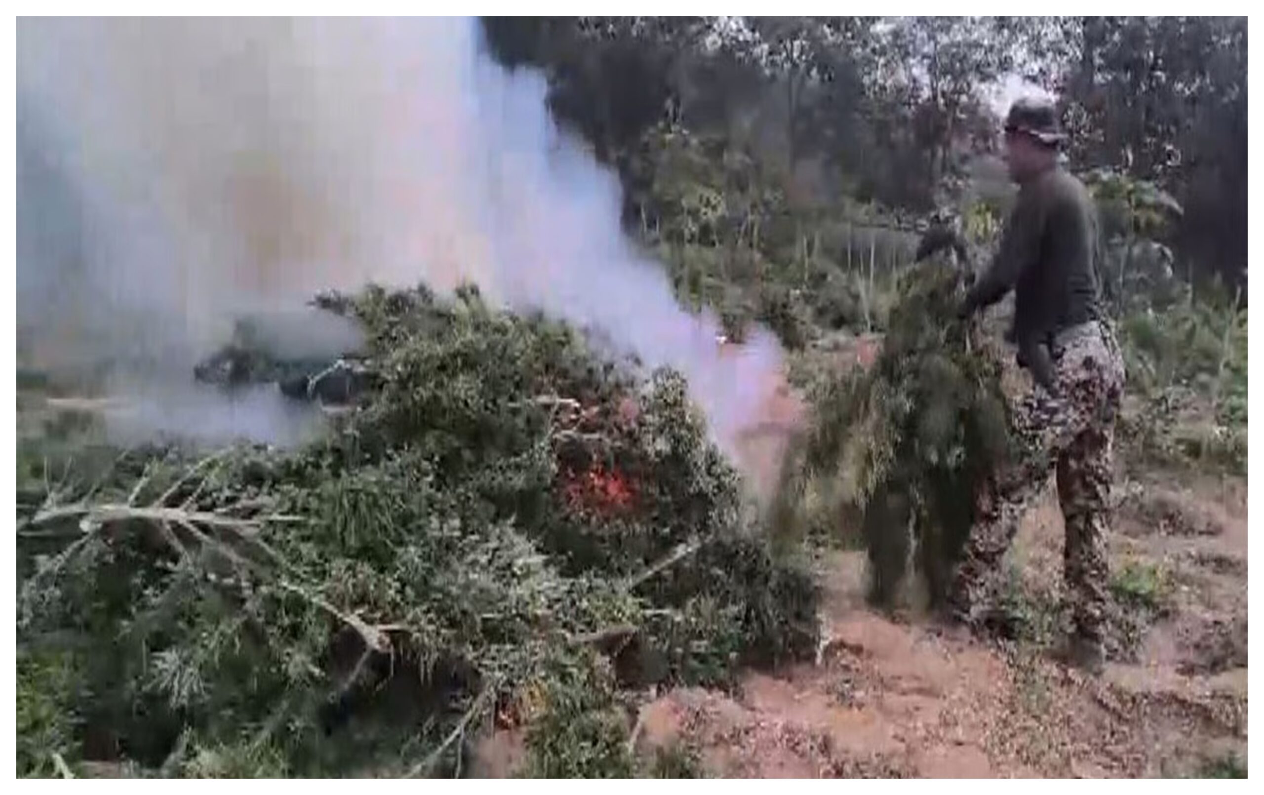 Tripura: Ganja worth Rs 13.5 crore destroyed in anti-drug campaign in Sepahijala forest area