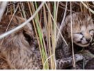 Madhya Pradesh: 5 cubs born in Kuno National Park, taking the number of cheetahs in India to 35