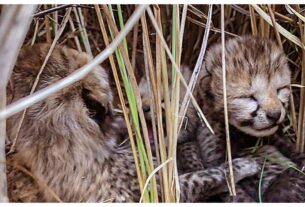 Madhya Pradesh: 5 cubs born in Kuno National Park, taking the number of cheetahs in India to 35