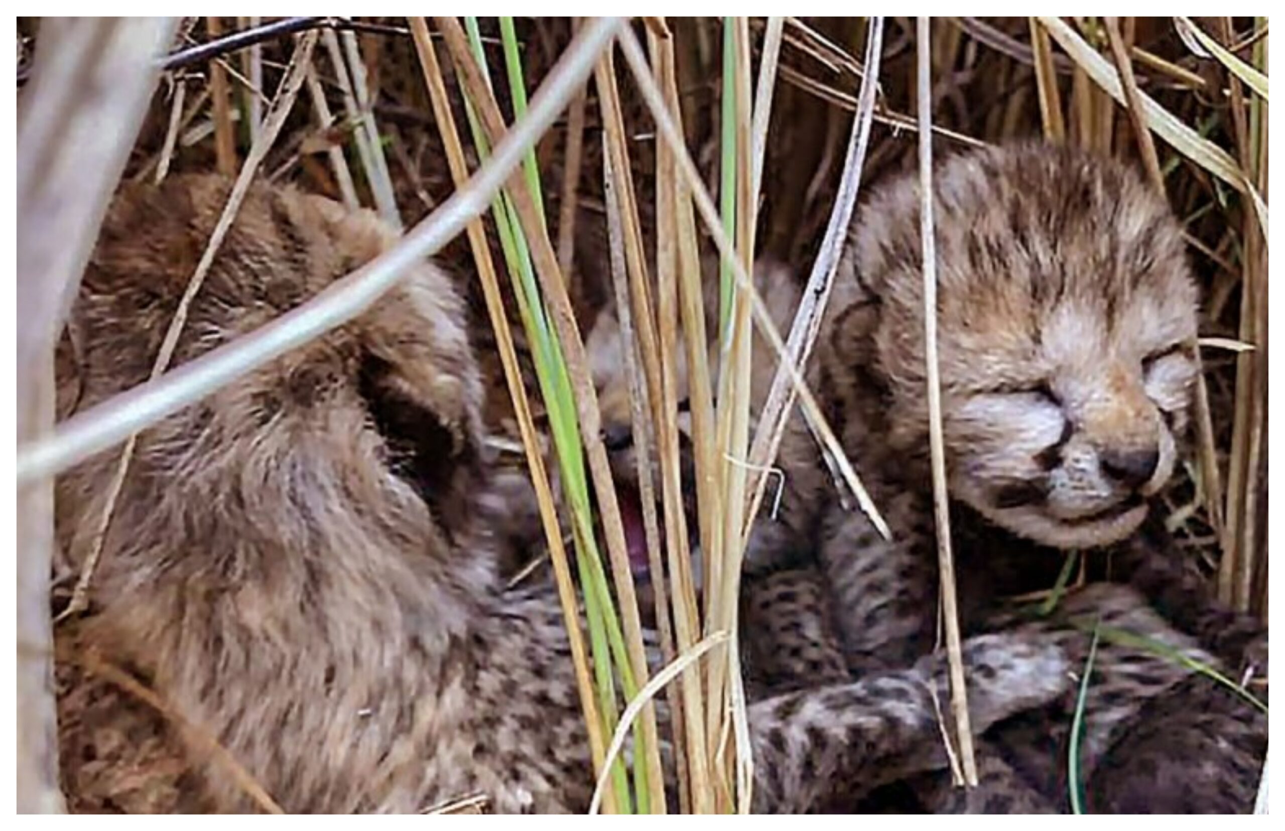 Madhya Pradesh: 5 cubs born in Kuno National Park, taking the number of cheetahs in India to 35