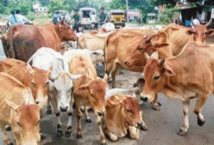 Gujarat News, ai technology, AMC","artificial intelligence","CCTV Surveillance","Gujarat News","Smart City","stray cattle","top news","Traffic Management","Trending News","Urban Governance