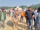 Kurukshetra Cattle Fair