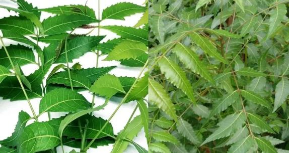 Neem Leaves Benefits, Benefits of Chewing Neem Leaves,Neem Leaves Benefits,Neem Leaves Health Benefits,Neem Ke Patte Chabane Ke Fayde,neem leaves for diabetes,ayurvedic uses of neem leaves,how to consume neem leaves daily,neem leaves detox benefits,chewing neem leaves empty stomach,neem ki pattiyan chabane ke fayde,neem ke patte khane se kya hota hai,neem ki patti se bimari ka ilaj,neem ki patti skin ke liye,neem ki patti diabetes ke liye,neem ki patti ayurvedic upay,neem ki patti subah khali pet,neem ki patti se pet