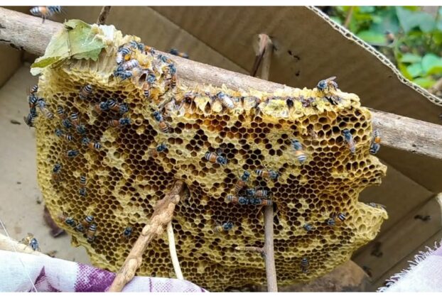 Uttarakhand: Compensation increased for damage caused by wild animals... Bears, hornets, and bees also included