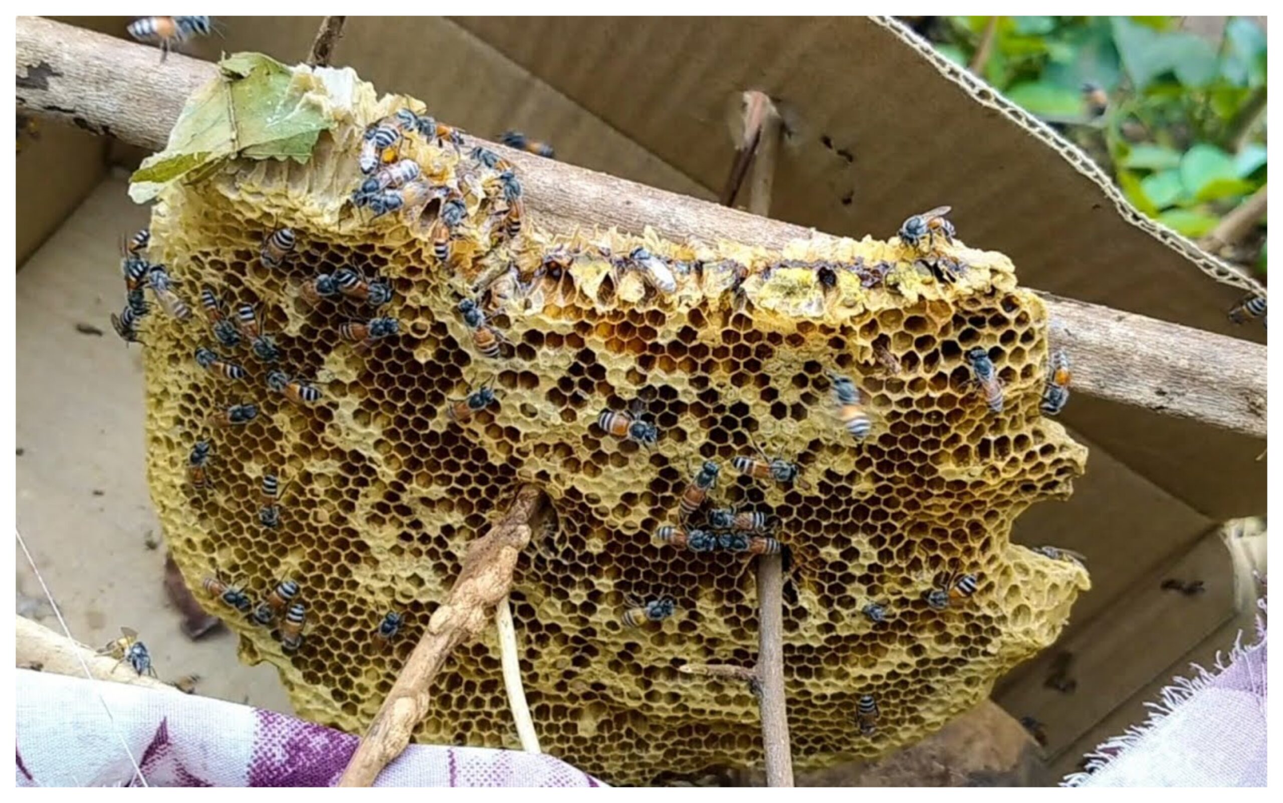 Uttarakhand: Compensation increased for damage caused by wild animals... Bears, hornets, and bees also included