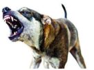 Kerala News: Stray dog ​​terror! Elderly woman attacked, dies...