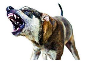 Kerala News: Stray dog ​​terror! Elderly woman attacked, dies...