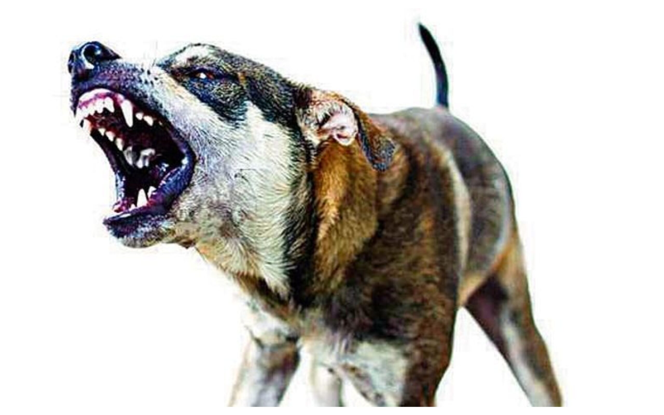 Kerala News: Stray dog ​​terror! Elderly woman attacked, dies...
