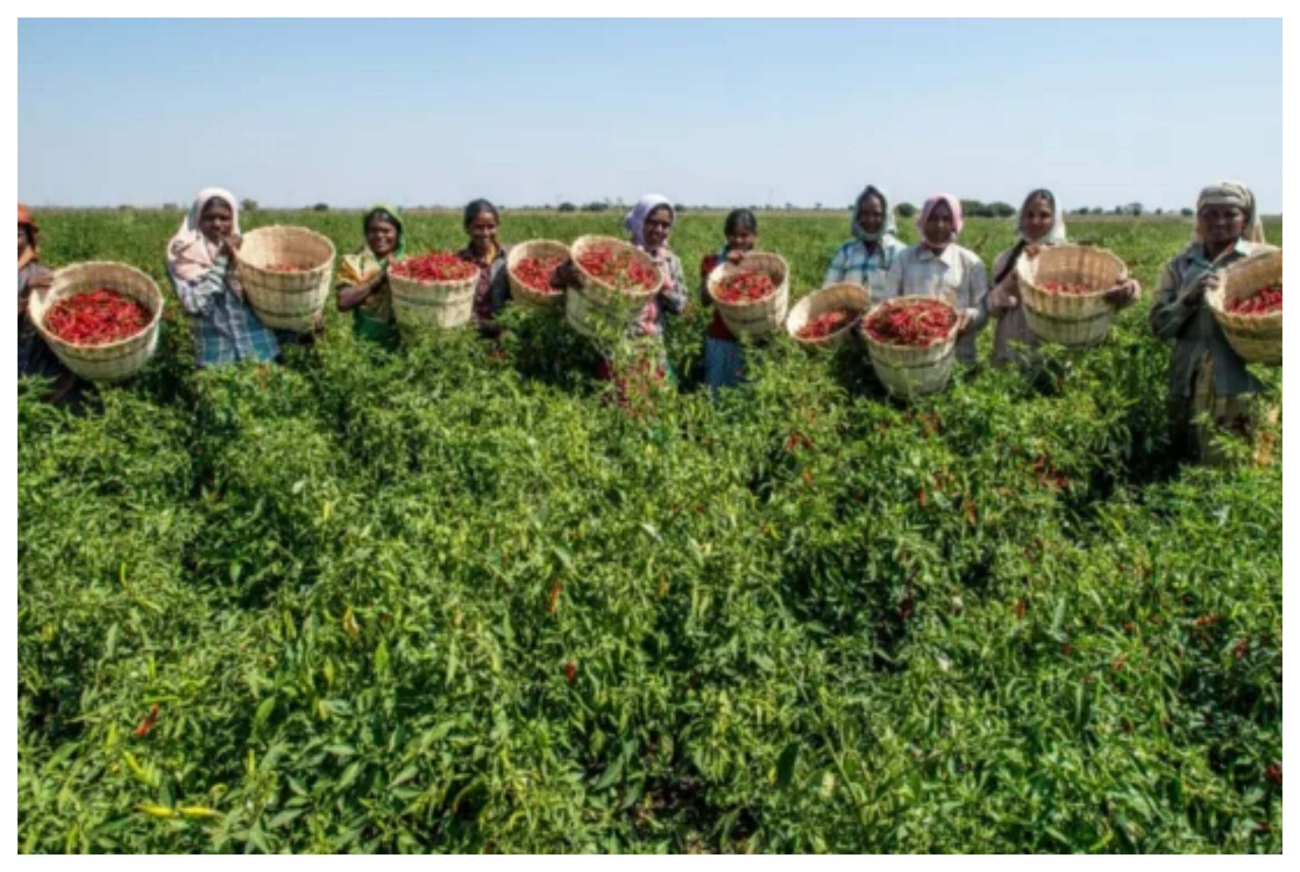 Gujarat: Successful model of natural farming in Amreli, increased production without chemical fertilizers