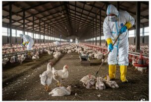 Chhattisgarh: Bird flu confirmed in Bilaspur, 4,400 chickens dead