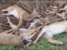 Ambikapur Death of Deer, अंबिकापुर, हिरणों की मौत, वन विभाग, संजय पार्क, धारदार हथियार, Ambikapur, death of deer, forest department, Sanjay Park, sharp weapons