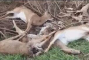 Ambikapur Death of Deer, अंबिकापुर, हिरणों की मौत, वन विभाग, संजय पार्क, धारदार हथियार, Ambikapur, death of deer, forest department, Sanjay Park, sharp weapons