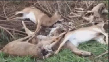 Ambikapur Death of Deer, अंबिकापुर, हिरणों की मौत, वन विभाग, संजय पार्क, धारदार हथियार, Ambikapur, death of deer, forest department, Sanjay Park, sharp weapons