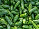 Green Chilli Benefits, green chilli nutrition, green chilli health, chilli metabolism boost, capsaicin benefits, green chilli immunity, chilli vitamin c, green chilli digestion, chilli weight loss, green chilli antioxidants, chilli health tips, green chilli diet, spicy food benefits,हरी मिर्च के फायदे, हरी मिर्च से सेहत पर असर, हरी मिर्च से पोषण, हरी मिर्च से मेटाबॉलिज्म, हरी मिर्च से इम्यूनिटी, हरी मिर्च विटामिन सी, हरी मिर्च से पाचन बेहतर हाेता है, हरी मिर्च वजन घटाना, हरी मिर्च कैप्साइसिन, हरी मिर्च पोषक तत्व, हरी मिर्च हेल्थ टिप्स, हरी मिर्च डाइट, हरी मिर्च खाना, हरी मिर्च लाभ" />