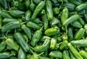 Green Chilli Benefits, green chilli nutrition, green chilli health, chilli metabolism boost, capsaicin benefits, green chilli immunity, chilli vitamin c, green chilli digestion, chilli weight loss, green chilli antioxidants, chilli health tips, green chilli diet, spicy food benefits,हरी मिर्च के फायदे, हरी मिर्च से सेहत पर असर, हरी मिर्च से पोषण, हरी मिर्च से मेटाबॉलिज्म, हरी मिर्च से इम्यूनिटी, हरी मिर्च विटामिन सी, हरी मिर्च से पाचन बेहतर हाेता है, हरी मिर्च वजन घटाना, हरी मिर्च कैप्साइसिन, हरी मिर्च पोषक तत्व, हरी मिर्च हेल्थ टिप्स, हरी मिर्च डाइट, हरी मिर्च खाना, हरी मिर्च लाभ" />