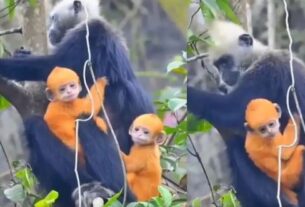 Cat Ba langur video, Cat Ba langur, Cat Ba langur video, Cat Ba langur viral video, rarest and most critically endangered primates, Vietnam, Ha Long Bay island, Weird News, Bizarre News, Odd News, Weird News in Hindi, Bizarre News in Hindi, Shocking News, Ajab Gajab News, Ajab Gajab News in Hindi, Viral news, trending news, Viral Video, Trending Video, Today Viral Video, Today Trending Video, Viral Video in Hindi, Trending Video in Hindi, Viral News in Hindi, Trending News in Hindi, बिल्ली बा लंगूर, बिल्ली बा लंगूर वीडियो, बिल्ली बा लंगूर वायरल वीडियो, दुर्लभ और सबसे गंभीर रूप से लुप्तप्राय प्राइमेट, वियतनाम, हा लॉन्ग बे द्वीप, अजीब समाचार, विचित्र समाचार, अजीब समाचार, हिंदी में अजीब समाचार, हिंदी में विचित्र समाचार, चौंकाने वाली खबर, अजब गजब समाचार, हिंदी में अजब गजब समाचार, वायरल समाचार, ट्रेंडिंग समाचार, वायरल वीडियो, ट्रेंडिंग वीडियो, आज का वायरल वीडियो, आज का ट्रेंडिंग वीडियो, वायरल वीडियो हिंदी, ट्रेंडिंग वीडियो हिंदी में, वायरल न्यूज़ हिंदी में, ट्रेंडिंग न्यूज़ हिंदी में, वायरल न्यूज़ News,