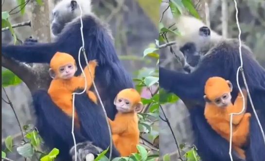 Cat Ba langur video, Cat Ba langur, Cat Ba langur video, Cat Ba langur viral video, rarest and most critically endangered primates, Vietnam, Ha Long Bay island, Weird News, Bizarre News, Odd News, Weird News in Hindi, Bizarre News in Hindi, Shocking News, Ajab Gajab News, Ajab Gajab News in Hindi, Viral news, trending news, Viral Video, Trending Video, Today Viral Video, Today Trending Video, Viral Video in Hindi, Trending Video in Hindi, Viral News in Hindi, Trending News in Hindi, बिल्ली बा लंगूर, बिल्ली बा लंगूर वीडियो, बिल्ली बा लंगूर वायरल वीडियो, दुर्लभ और सबसे गंभीर रूप से लुप्तप्राय प्राइमेट, वियतनाम, हा लॉन्ग बे द्वीप, अजीब समाचार, विचित्र समाचार, अजीब समाचार, हिंदी में अजीब समाचार, हिंदी में विचित्र समाचार, चौंकाने वाली खबर, अजब गजब समाचार, हिंदी में अजब गजब समाचार, वायरल समाचार, ट्रेंडिंग समाचार, वायरल वीडियो, ट्रेंडिंग वीडियो, आज का वायरल वीडियो, आज का ट्रेंडिंग वीडियो, वायरल वीडियो हिंदी, ट्रेंडिंग वीडियो हिंदी में, वायरल न्यूज़ हिंदी में, ट्रेंडिंग न्यूज़ हिंदी में, वायरल न्यूज़ News,