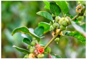 FSSAI: Major decision by FSSAI! Use only the root of Ashwagandha; leaves banned