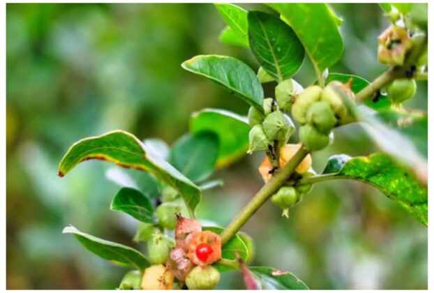 FSSAI: Major decision by FSSAI! Use only the root of Ashwagandha; leaves banned