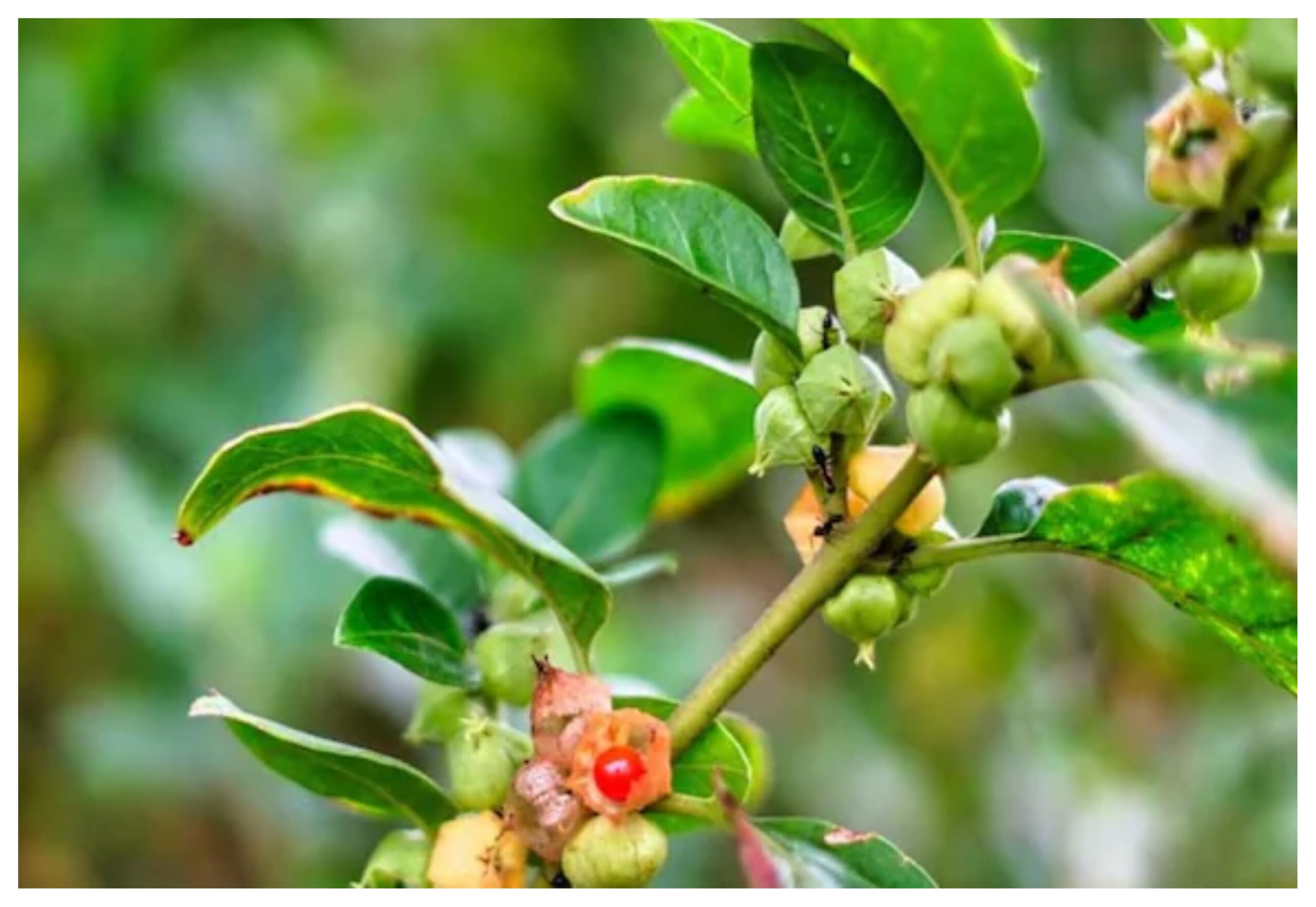 FSSAI: Major decision by FSSAI! Use only the root of Ashwagandha; leaves banned