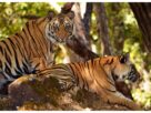 Madhya Pradesh: Tiger population crosses 100 in Panna Tiger Reserve, limited space poses new challenge